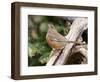 Rufous Towhee, Mcleansville, North Carolina, USA-Gary Carter-Framed Photographic Print