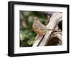 Rufous Towhee, Mcleansville, North Carolina, USA-Gary Carter-Framed Photographic Print