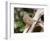 Rufous Towhee, Mcleansville, North Carolina, USA-Gary Carter-Framed Photographic Print