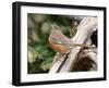 Rufous Towhee, Mcleansville, North Carolina, USA-Gary Carter-Framed Photographic Print