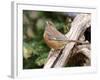 Rufous Towhee, Mcleansville, North Carolina, USA-Gary Carter-Framed Photographic Print