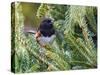 Rufous Towhee-Gary Carter-Stretched Canvas