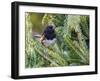 Rufous Towhee-Gary Carter-Framed Photographic Print