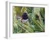 Rufous Towhee-Gary Carter-Framed Photographic Print