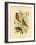 Rufous Whistler, 1891-Gracius Broinowski-Framed Giclee Print