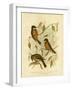 Rufous Whistler, 1891-Gracius Broinowski-Framed Giclee Print