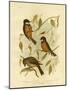 Rufous Whistler, 1891-Gracius Broinowski-Mounted Giclee Print