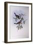 Rufous Whistler (Pachycephala Rufiventris)-John Gould-Framed Giclee Print