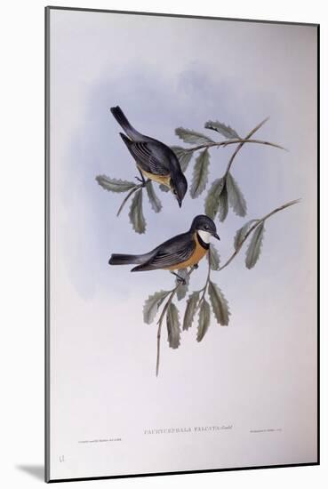 Rufous Whistler (Pachycephala Rufiventris)-John Gould-Mounted Giclee Print
