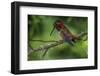 Rufus Hummingbird-Art Wolfe-Framed Photographic Print