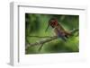 Rufus Hummingbird-Art Wolfe-Framed Photographic Print