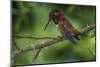 Rufus Hummingbird-Art Wolfe-Mounted Photographic Print