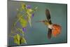 Rufus-tailed hummingbird-Ken Archer-Mounted Photographic Print
