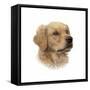 Rufus-Aron Gadd-Framed Stretched Canvas