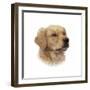 Rufus-Aron Gadd-Framed Giclee Print