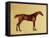 Rufus-George Stubbs-Framed Stretched Canvas