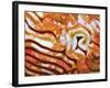 Rug-carpet XLIX-Fernando Palma-Framed Giclee Print