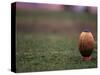 Rugby Ball on Tee, Paris, France-null-Stretched Canvas