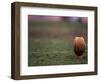 Rugby Ball on Tee, Paris, France-null-Framed Photographic Print