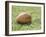 Rugby Ball-null-Framed Photographic Print