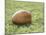 Rugby Ball-null-Mounted Photographic Print