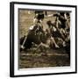 Rugby Game III-Pete Kelly-Framed Giclee Print