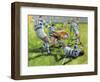 Rugby Match: Australia v Argentina in the World Cup, 1991-Gareth Lloyd Ball-Framed Giclee Print