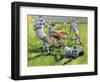 Rugby Match: Australia v Argentina in the World Cup, 1991-Gareth Lloyd Ball-Framed Giclee Print