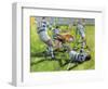 Rugby Match: Australia v Argentina in the World Cup, 1991-Gareth Lloyd Ball-Framed Giclee Print