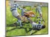 Rugby Match: Australia v Argentina in the World Cup, 1991-Gareth Lloyd Ball-Mounted Giclee Print