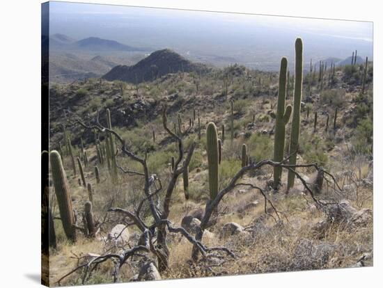 Rugged Slopes of Sabino Canyon-null-Stretched Canvas