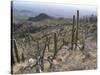 Rugged Slopes of Sabino Canyon-null-Stretched Canvas