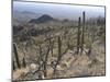 Rugged Slopes of Sabino Canyon-null-Mounted Premium Photographic Print