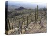 Rugged Slopes of Sabino Canyon-null-Stretched Canvas