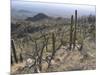 Rugged Slopes of Sabino Canyon-null-Mounted Photographic Print