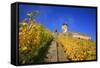 Ruin FŸrstenberg Castle Above the Town Rheindiebach in the Midst of Autumn-Coloured Vineyards-Uwe Steffens-Framed Stretched Canvas