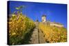 Ruin FŸrstenberg Castle Above the Town Rheindiebach in the Midst of Autumn-Coloured Vineyards-Uwe Steffens-Stretched Canvas