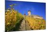 Ruin FŸrstenberg Castle Above the Town Rheindiebach in the Midst of Autumn-Coloured Vineyards-Uwe Steffens-Mounted Photographic Print