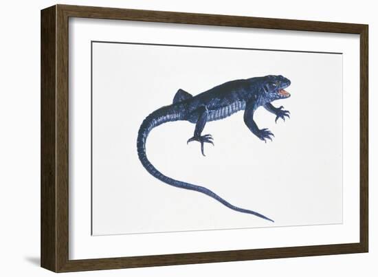 Ruin Lizard (Podarcis Sicula)-null-Framed Giclee Print