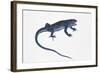 Ruin Lizard (Podarcis Sicula)-null-Framed Giclee Print