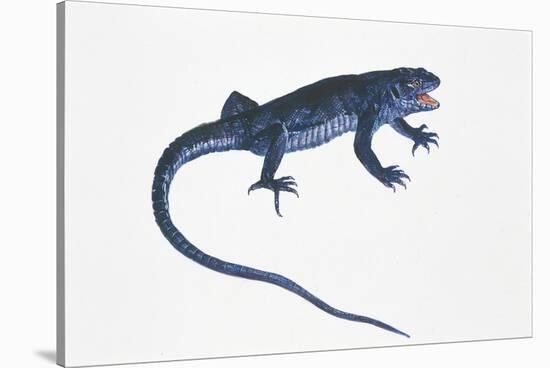 Ruin Lizard (Podarcis Sicula)-null-Stretched Canvas