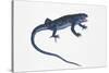 Ruin Lizard (Podarcis Sicula)-null-Stretched Canvas