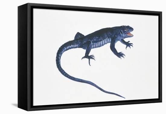 Ruin Lizard (Podarcis Sicula)-null-Framed Stretched Canvas