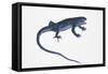 Ruin Lizard (Podarcis Sicula)-null-Framed Stretched Canvas