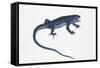 Ruin Lizard (Podarcis Sicula)-null-Framed Stretched Canvas