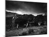 Ruined Farmhouse-Clive Nolan-Mounted Photographic Print