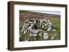 Ruins of Early Bronze Age House, About 3500 Years Old, Grimspound-David Lomax-Framed Photographic Print