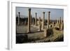 Ruins of Forum, Roman City of Timgad-null-Framed Photographic Print