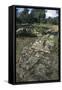 Ruins of Nuragic Village of Serra Orrios, 16th-8th Century Bc, Near Dorgali, Sardinia, Italy-null-Framed Stretched Canvas