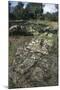 Ruins of Nuragic Village of Serra Orrios, 16th-8th Century Bc, Near Dorgali, Sardinia, Italy-null-Mounted Premium Photographic Print